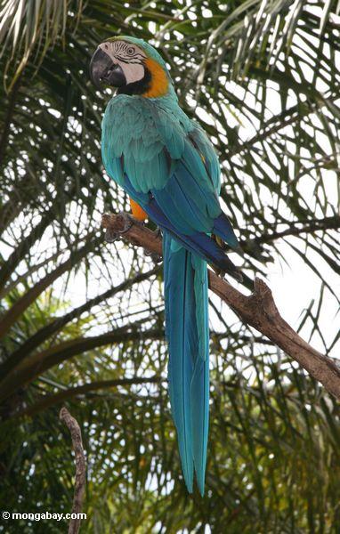 Blau und Gold Macaw (Ara ararauna)