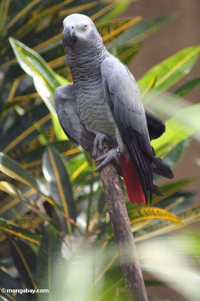 Африканский серый попугай (psittacus erithacus)