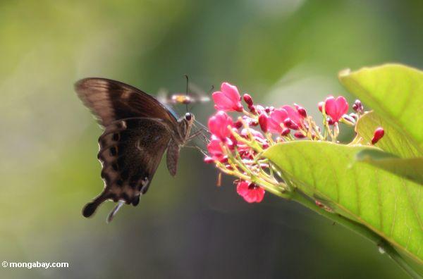 Бабочка питания по-розовый цветок на Бали