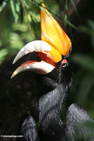 Rhinoceros Hornbill