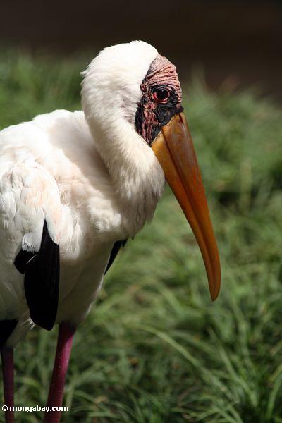 Storch