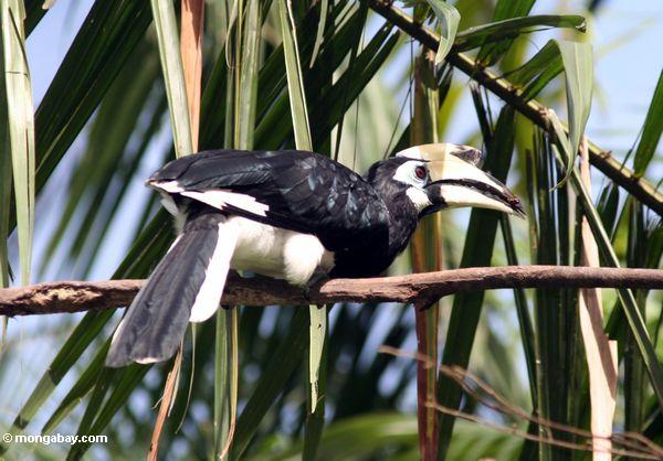 Geschecktes Hornbill (Antbracocerus albirostris)