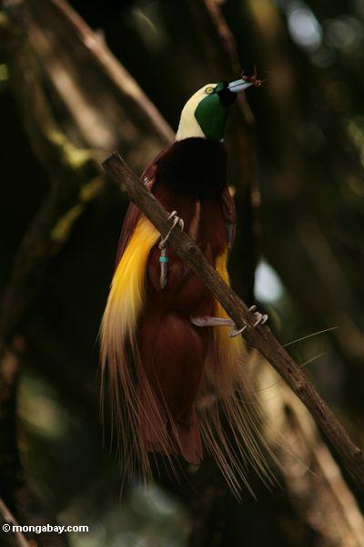Wenig Paradiesvogel (Paradisaea Minderjähriger)