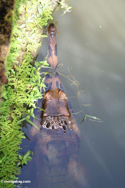 Schlankes Schnauzekrokodil (Crocodylus cataphractus)