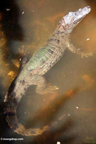 в очках caiman (caiman crocodilius)