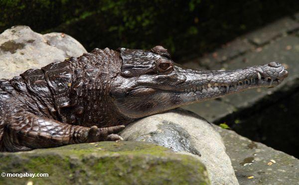 偽gharial -t omistomas chlegelii