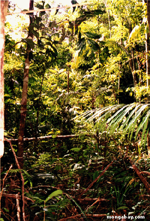 Nahe gelegene Lichtschneise, Brasilien 1999
