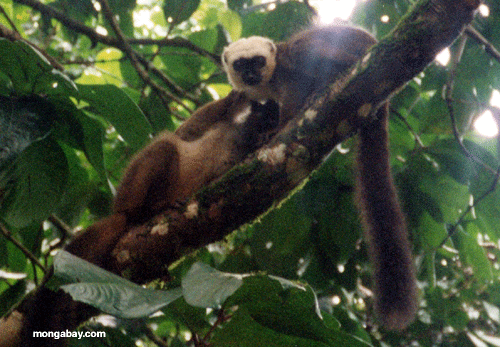 Lemurs Marrone