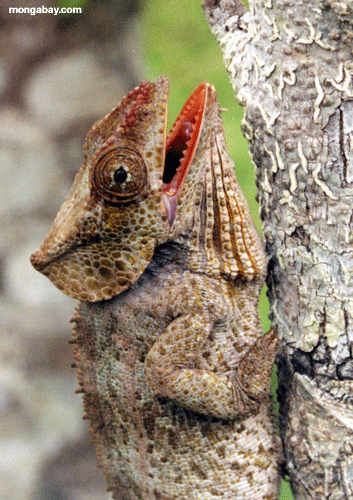 Chameleon em Perinet, Madagascar