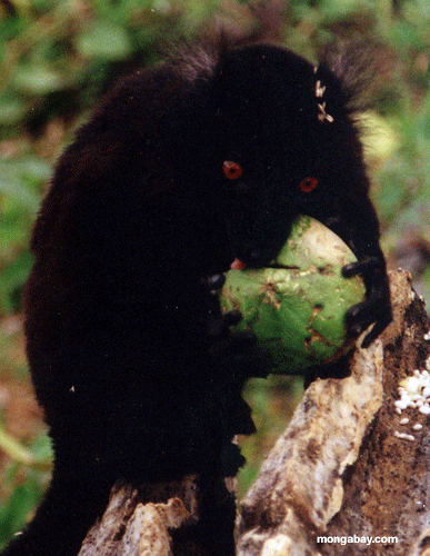 Lemur Noir Masculin Mangeant La Mangue