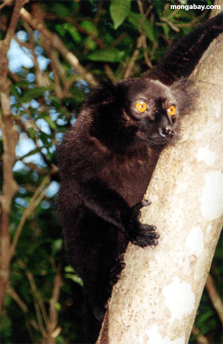 Lemur noir masculin dans l'arbre