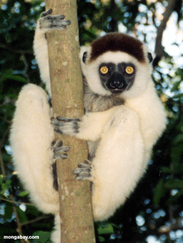 Sifaka Del Verreaux, Madagascar