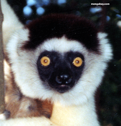 Sifaka De Verreaux, Madagascar