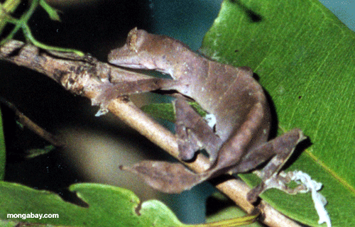 Uroplatus Gecko, Madagascar