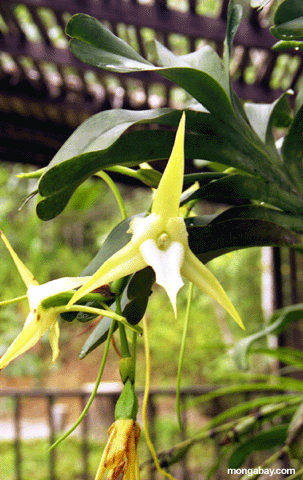 angrecum Orchideende