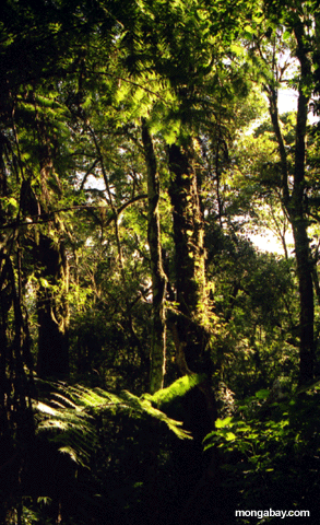 Bosque Profundo De Ankarana
