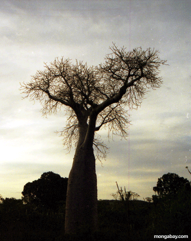 baobob
