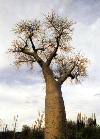 �rbol del baobab, Madagascar