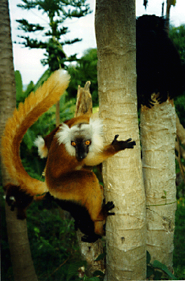 Lemurs Nero