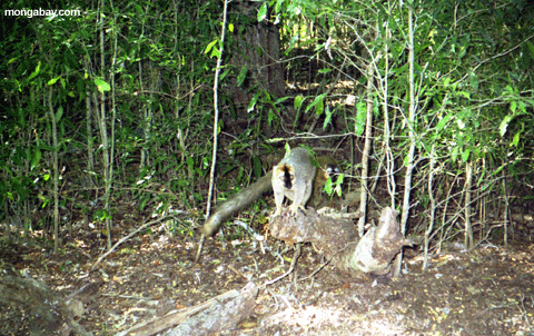 braunes lemur