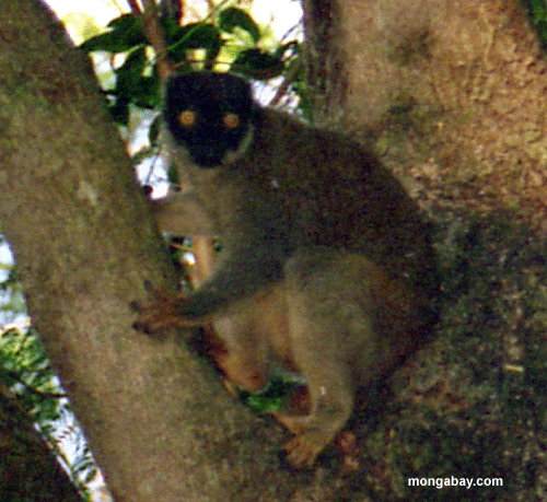 braunes lemur