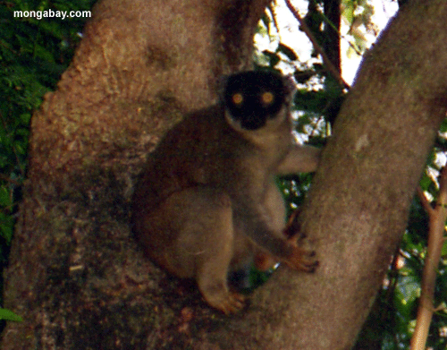 Lemur Marrom