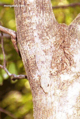 Corteccia Dell'Albero Di Camo Gecko