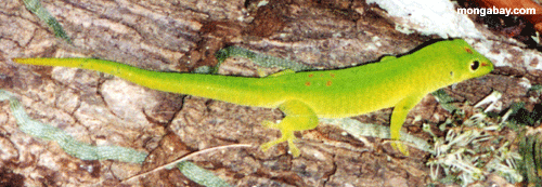 Jour Gecko, Madagascar