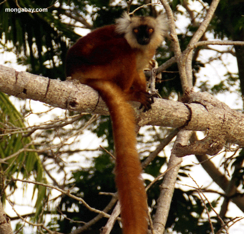 Weibliches Schwarzes Lemur, Nosy Komba