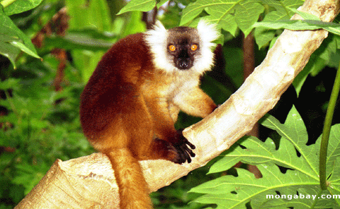 Lemur Noir Femelle, Nosy Komba