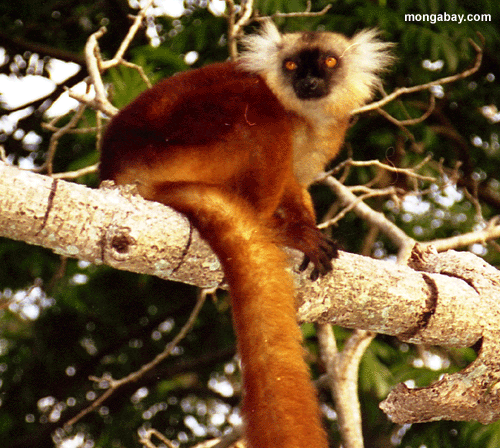 weibliches schwarzes lemur Ende