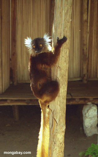 weiblicher schwarzer lemur Pfosten