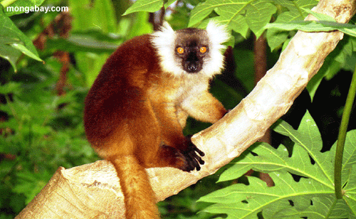weibliches lemur