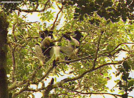 Indri Lemur