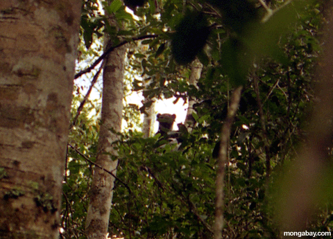 Perfil Principal De Indri Lemur