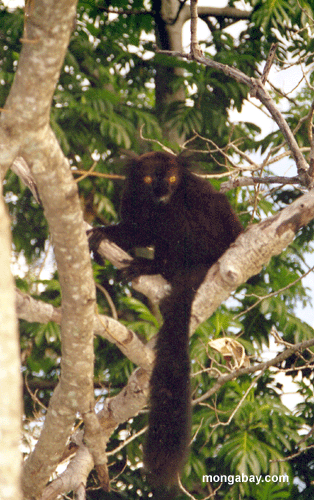 männliches schwarzes lemur Ende