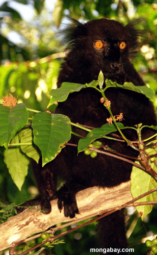 männliche schwarze lemur Nahaufnahme