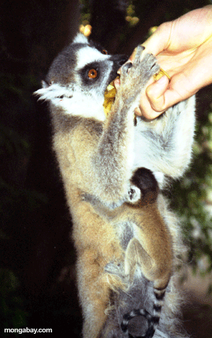 Female/Mama Ringtail Lemur