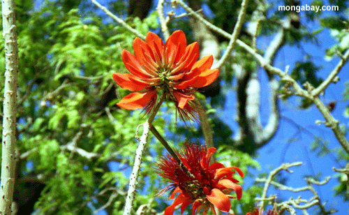 Flores Alaranjadas, Madagascar