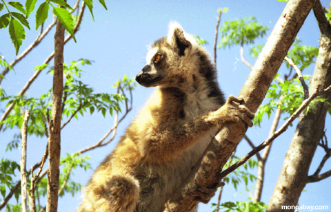 Ringtail Lemur, Madagascar