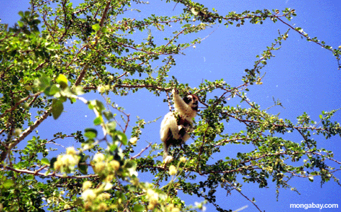 Ringtail Lemur na �rvore, Madagascar