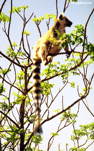Profilo Di Ringtail Lemur