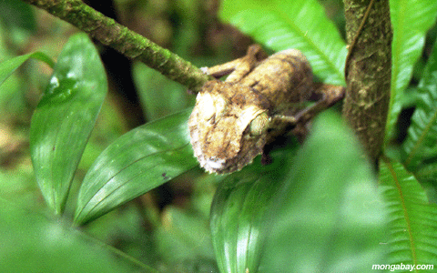 Uroplatus Gecko, Madagascar