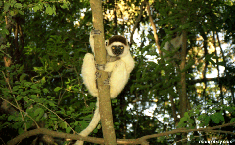 Sifaka De Verreaux, Madagascar