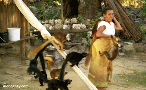 Negro Lemurs De la Mujer De la Aldea