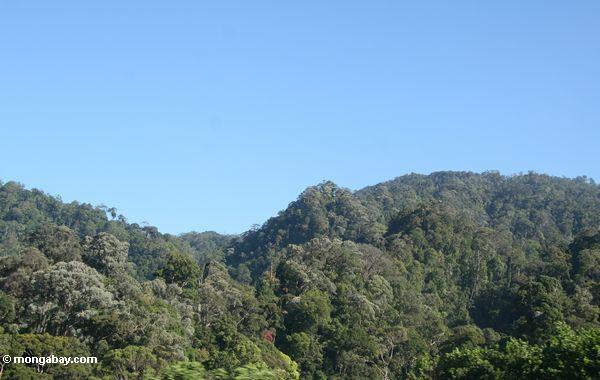 クアラルンプールの外の熱帯林