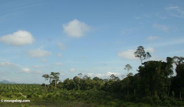 дождевой лес очищен для плантаций пальмового масла в Малайзии