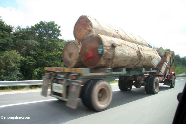 熱帯雨林の伐採木材運搬トラック