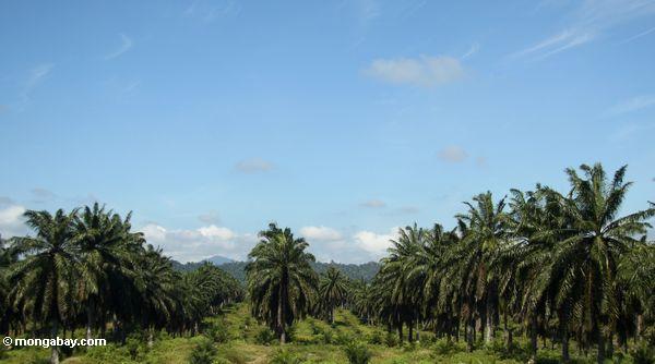 Ölpalme (Elaeis Guineensis) Plantage in Malaysia