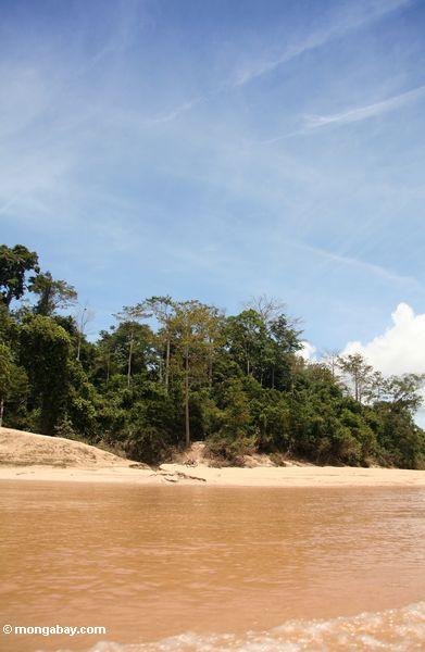 Regenwald entlang dem Tembeling Fluß auf der Weise Taman Negara